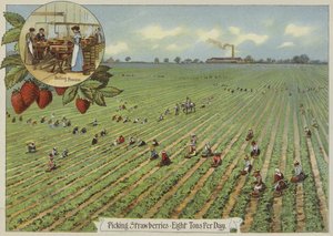 Raccolta di fragole da English School