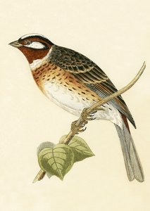 Zigolo delle pinete, illustrazione da 