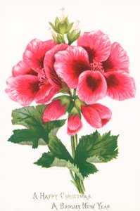 Fiori rosa