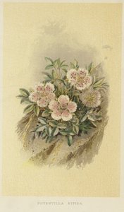 Cinquefoil rosa da English School