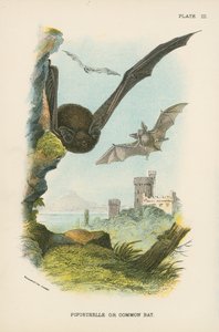 Pipistrello Comune da English School