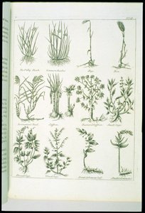 Piante da Culpepers English Physician and Complete Herbal, pubblicato 1790 da English School
