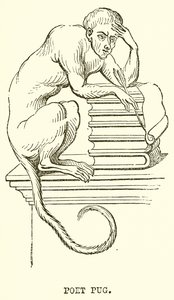 Poeta Pug