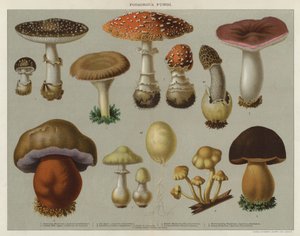 Funghi velenosi