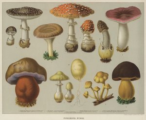 Funghi velenosi (litografia a colori)