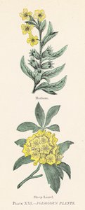 Piante velenose