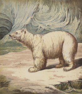 Orso polare