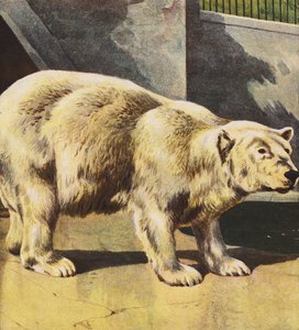 Orso polare
