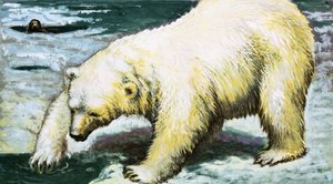 Orso polare che pesca