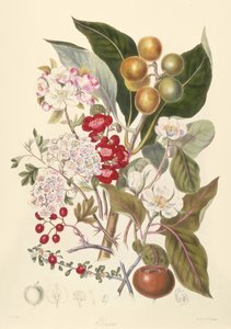 Pomaceae, la tribù delle mele da English School