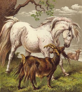 Pony e capre da English School