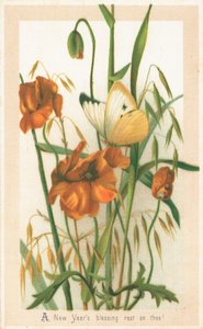 Papaveri e Farfalla, Cartolina di Capodanno da English School