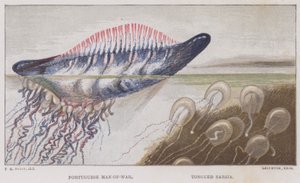 Caravella portoghese, Sarsia linguata