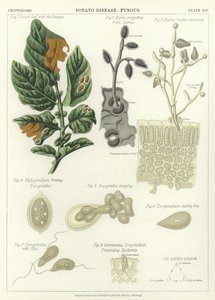 Malattia della Patata, Fungo da English School