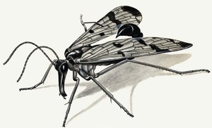 Predatori del passato (Mosca scorpione)