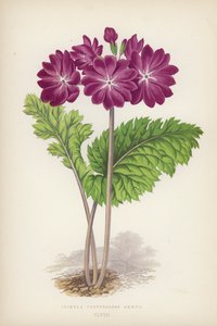 Primula Cortusoides Amoena (litografia a colori) da English School