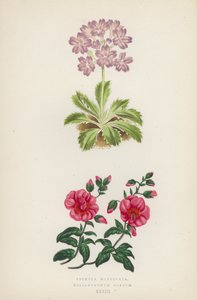 Primula Marginata; Helianthemum Roseum (litografia a colori) da English School