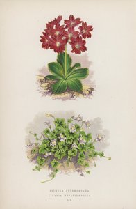 Primula Pedemontana; Linaria Hepaticaefolia da English School
