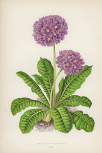 Primula Pulcherrima da English School