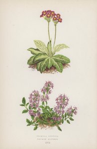 Primula Scotica; Timo Alpino da English School
