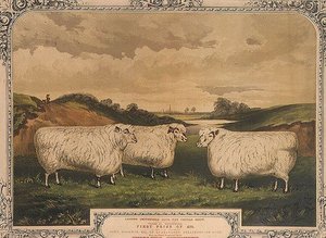 Pecore Cotswold premiate, nutrite con cibo condito con il condimento di Thorley, commemorando la mostra di bestiame grasso del club di Smithfield di Londra, inciso da M. Gauci (fl.1810-46) c.1840 da English School