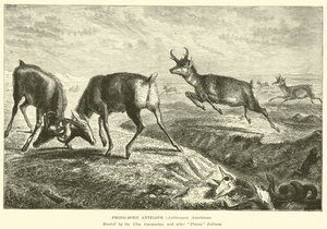 Antilope pronghorn, Antilocapra Americana da English School