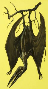 Pterodattilo