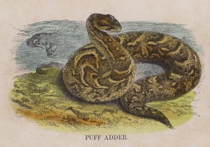 Vipera soffiante