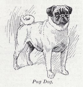 Cane carlino (litografia) da English School