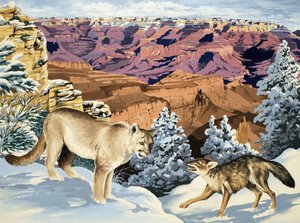 Puma e coyote si incontrano al Grand Canyon National Park
