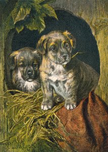 Cuccioli, prima apparizione da English School