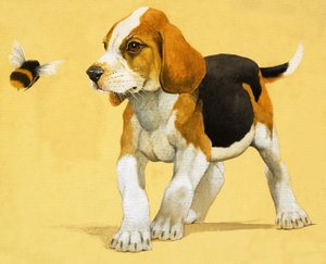 Cagnolino da English School
