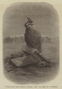 "Purificazione" (Il Grifone Avvoltoio), da "L