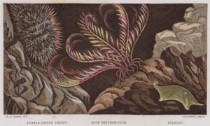 Riccio con punte viola, Stella piumata rosa, Stellina (litografia a colori)