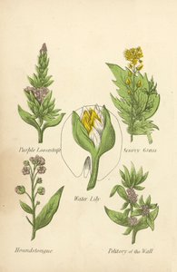 Salcerella Viola, Erba Scorbuta, Ninfea, Lingua di Cane, Petitorio del Muro (litografia a colori) da English School