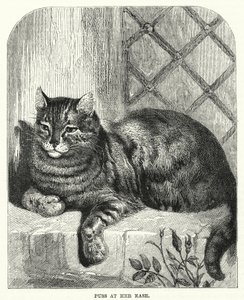 Gatto a suo agio (incisione) da English School