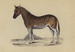 Quagga da English School