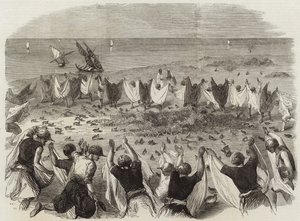 Cattura delle quaglie in Siria da English School