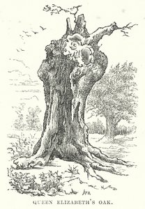 Quercia della Regina Elisabetta (incisione)