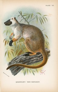 Albero-canguro del Queensland da English School