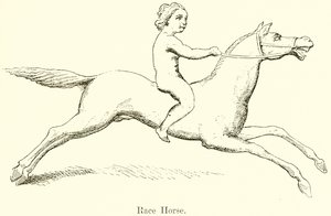 Cavallo da Corsa