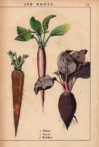 Ravanello, carota e barbabietola rossa, da 