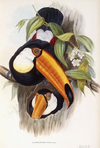 Ramphastos Toco da English School