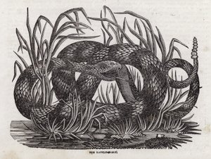 Serpente a sonagli