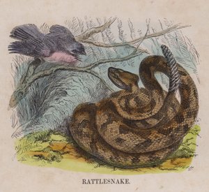 Serpente a Sonagli