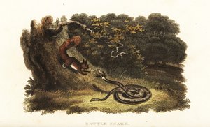 Serpente a sonagli che incanta uno scoiattolo giù da un albero