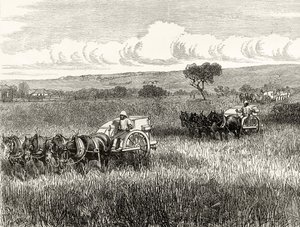 Mietitura a South Adelaide, c.1880, da 