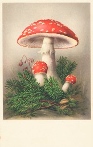 Funghi con cappello rosso