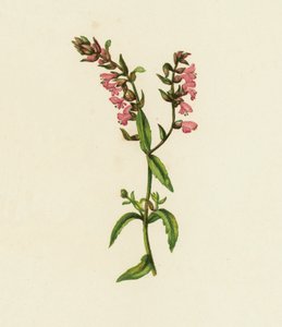 Bartisia rossa, Bartisia odontites