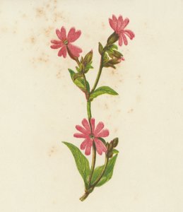 Silene Rossa, Lychnis Dioica da English School